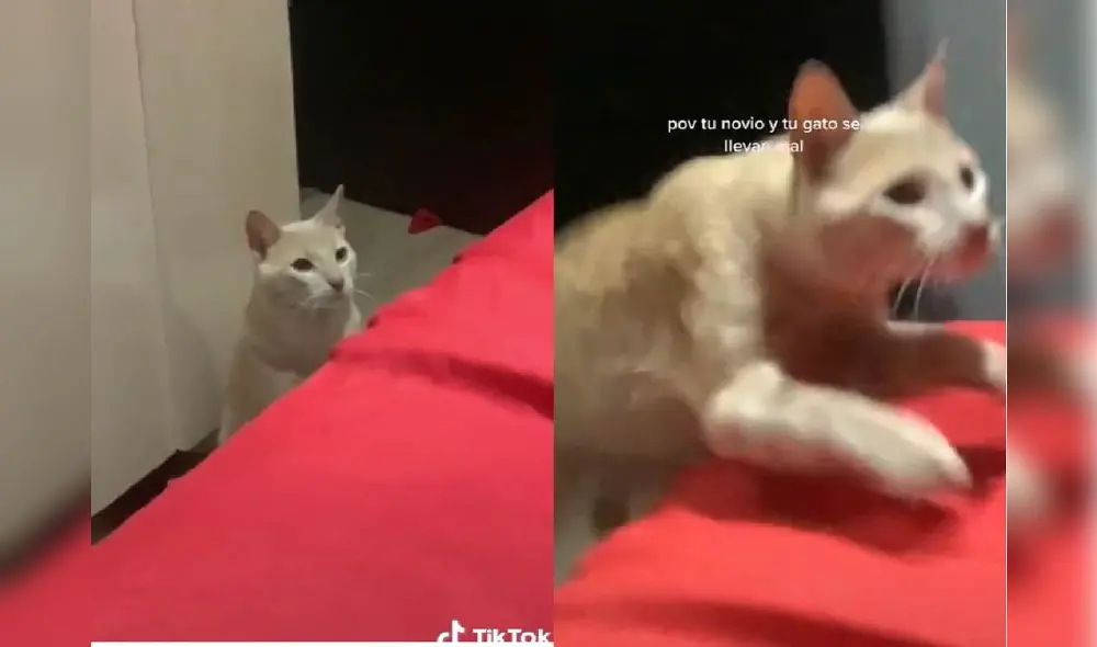 El felino sorprendió a miles con su comportamiento cuando conoció al novio de su dueña. Foto: captura de TikTok El felino sorprendió a miles con su comportamiento cuando conoció al novio de su dueña. Foto: captura de TikTok