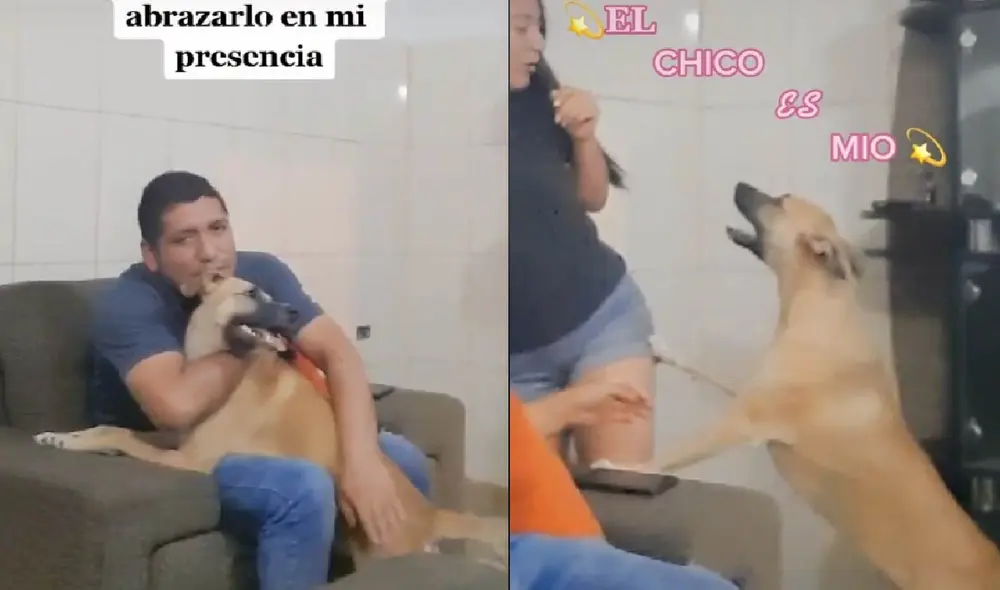 La perrita prefería quedarse en los brazos de su cuidador para que nadie se le acerque. Foto: captura de TikTok La perrita prefería quedarse en los brazos de su cuidador para que nadie se le acerque. Foto: captura de TikTok