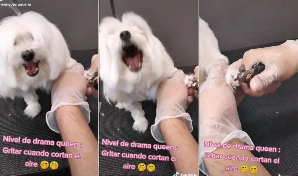 La singular escena protagonizada por la perrita y el veterinario fue compartida en todas las redes y los usuarios no tardaron en reaccionar. Foto: captura de TikTok