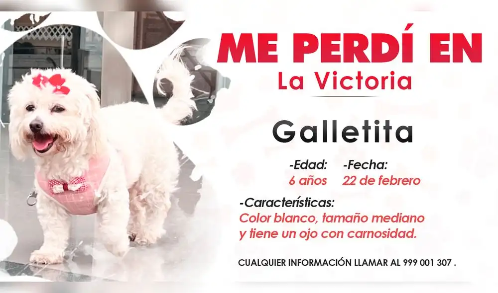 Perrita se perdió el último sábado 22 de febrero. Foto: La República Perrita se perdió el último sábado 22 de febrero. Foto: La República