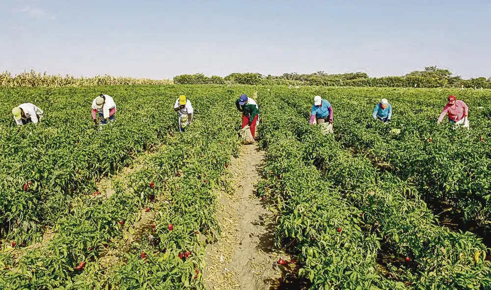 Sin brújula. Tanto los pequeños productores como los agroexportadores solicitan al Midagri convocar mesas técnicas para ver los temas sectoriales. Advierten que hasta el momento solo hubo reuniones protocolares. Foto: difusión