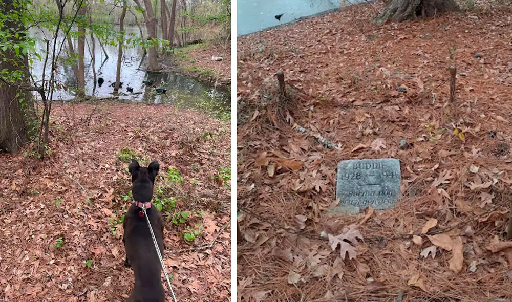 Una joven persiguió a su mascota durante su paseo, sin imaginar que iba a toparse con una piedra que llevaba una inscripción tapada por unas hojas. Foto: Zach Medlin Una joven persiguió a su mascota durante su paseo, sin imaginar que iba a toparse con una piedra que llevaba una inscripción tapada por unas hojas. Foto: Zach Medlin