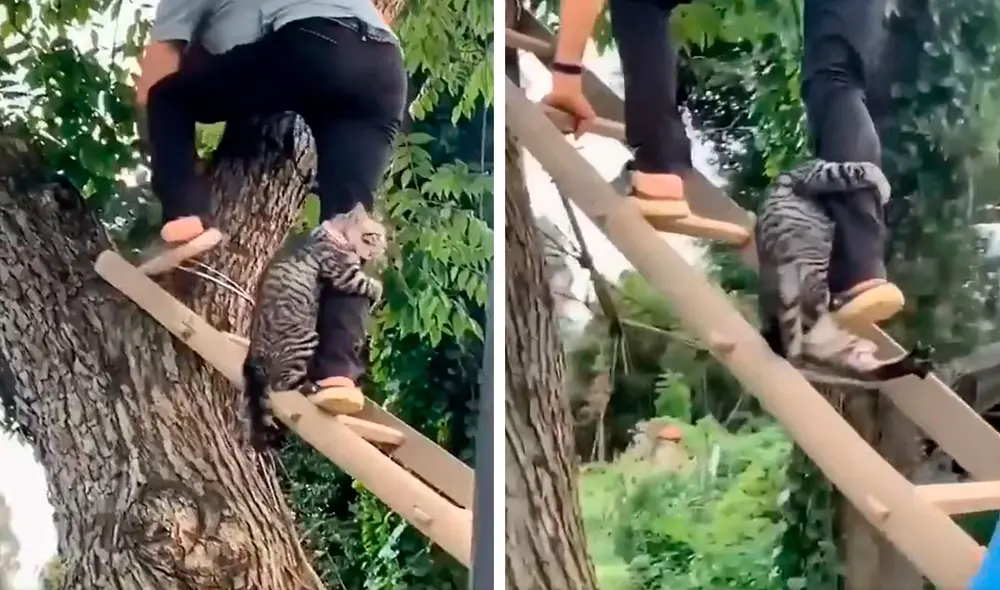 Un hombre tuvo que bajar con cuidado de las escaleras debido a que su mascota lo agarró de su pierna para evitar caer al suelo. Foto: captura de YouTube Un hombre tuvo que bajar con cuidado de las escaleras debido a que su mascota lo agarró de su pierna para evitar caer al suelo. Foto: captura de YouTube