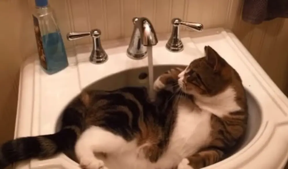 TikTok: Gatito toma un baño por sí solo para refrescarse y combatir el calor. Foto: captura de TikTok.