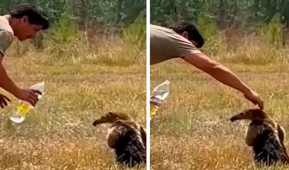 Un hombre detuvo sus labores y se acercó con cuidado a un indefenso animal que necesitaba de su ayuda a causa de un siniestro. Foto: captura de YouTube Un hombre detuvo sus labores y se acercó con cuidado a un indefenso animal que necesitaba de su ayuda a causa de un siniestro. Foto: captura de YouTube