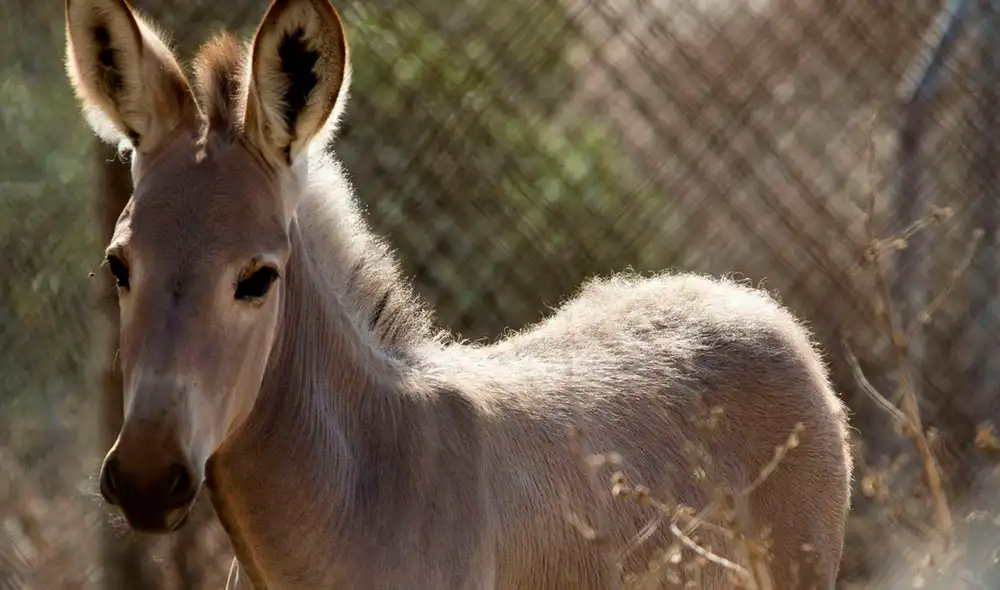 Tras el ataque, el dueño del burro fue trasladado al hospital más cercano debido a las lesiones. Foto: AFP Tras el ataque, el dueño del burro fue trasladado al hospital más cercano debido a las lesiones. Foto: AFP