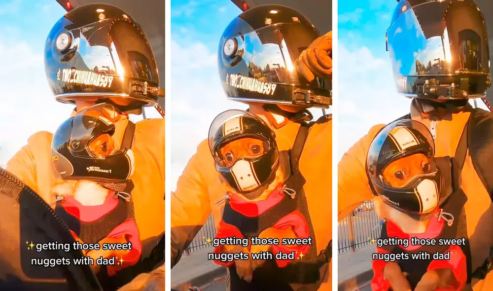 Un joven tomó la decisión de que su mascota lo acompañara en sus horas de trabajo, ya que no quería estar separado de su lado. Foto: captura de Facebook