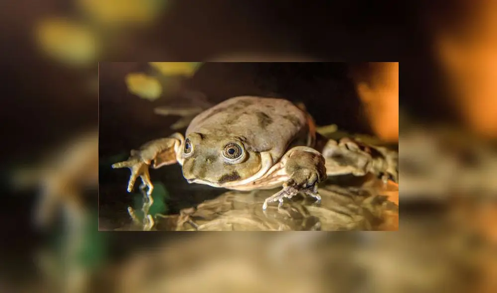 Rana gigante del lago Titicaca. Foto: EFE Rana gigante del lago Titicaca. Foto: EFE