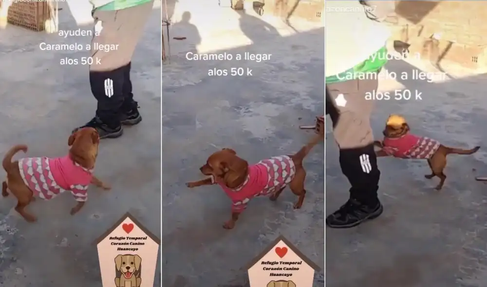 Los usuarios de las redes quedaron cautivados con los singulares pasos de la perrita de refugio y compartieron la escena. Foto: captura de TikTok Los usuarios de las redes quedaron cautivados con los singulares pasos de la perrita de refugio y compartieron la escena. Foto: captura de TikTok