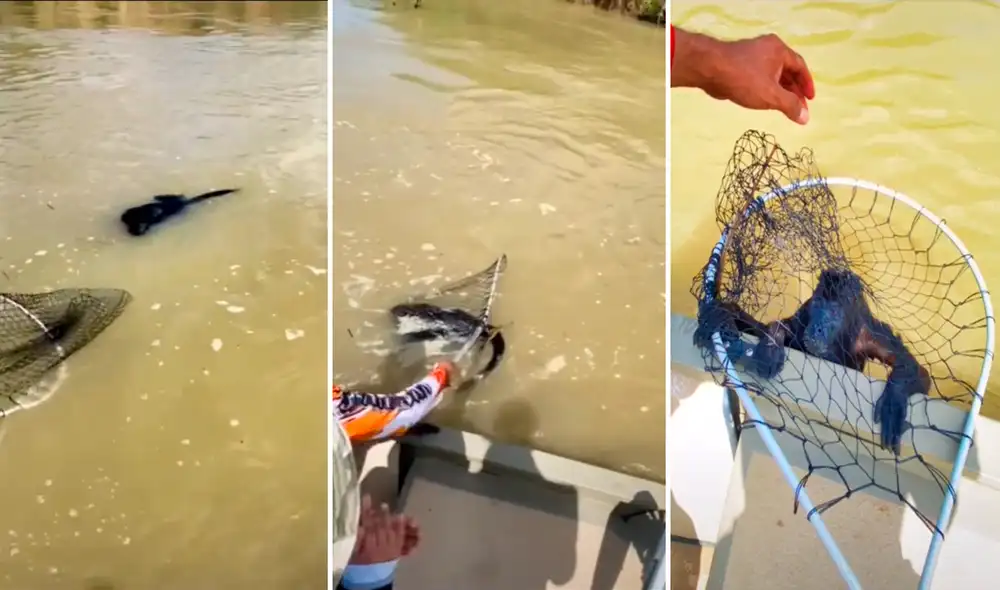 El monito había perdido las esperanzas de sobrevivir hasta que fue encontrado por los turistas. Foto: captura de TikTok