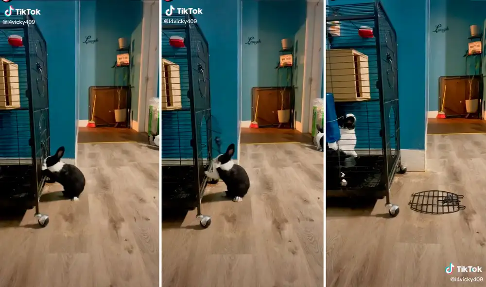 El conejo sorprendió al abrir la puerta con sus propias patas para irse a descansar. Foto: captura de TikTok