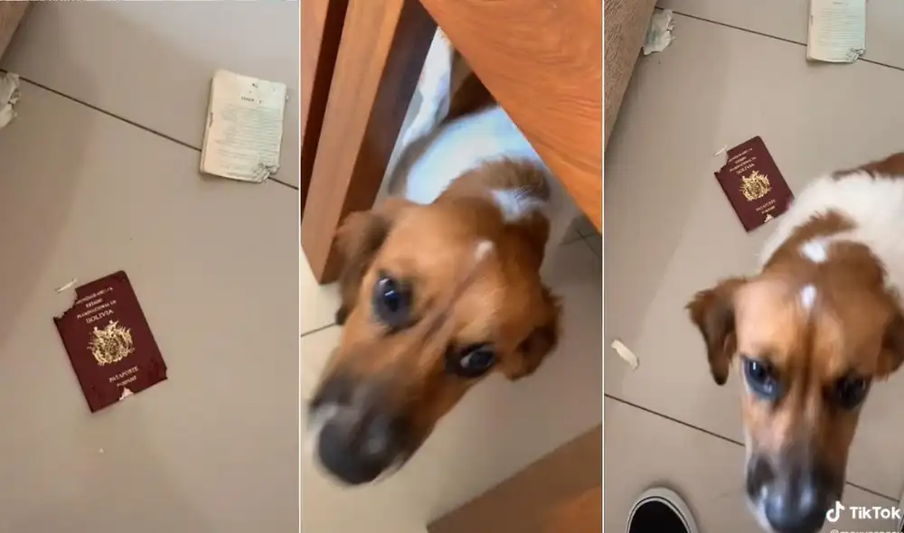 Los usuarios en las redes compartieron la singular escena en las redes sociales y algunos dejaron sus comentarios en la viral publicación. Foto: captura de TikTok Los usuarios en las redes compartieron la singular escena en las redes sociales y algunos dejaron sus comentarios en la viral publicación. Foto: captura de TikTok