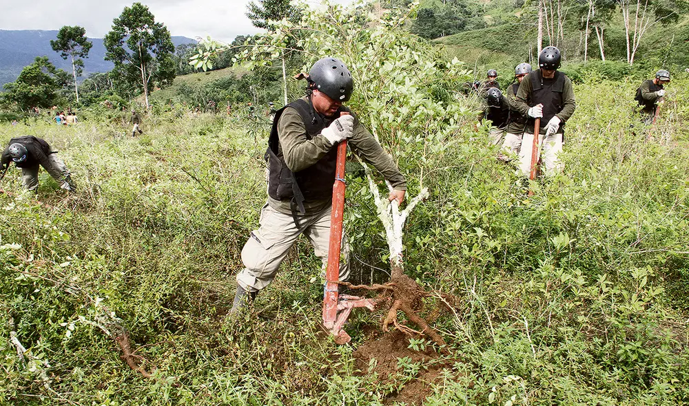 Cocales. Erradicación forzada de cultivos debería dar paso a la acción concertada y voluntaria. Foto: Virgilio Grajeda/La República