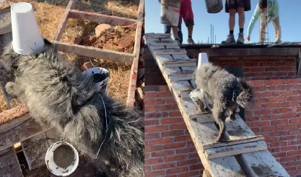 El perrito subió hacia el techo de la casa de sus dueños para llevar sus dos paquetes de mezcla de concreto. Foto: captura de TikTok
