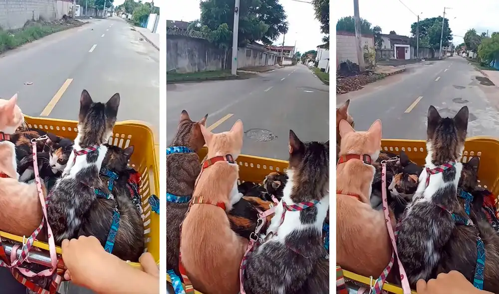 Un joven no tuvo mejor idea que poner una canastilla de plástico en la parte delantera de su vehículo para llevar a sus mascotas. Foto: captura de YouTube Un joven no tuvo mejor idea que poner una canastilla de plástico en la parte delantera de su vehículo para llevar a sus mascotas. Foto: captura de YouTube