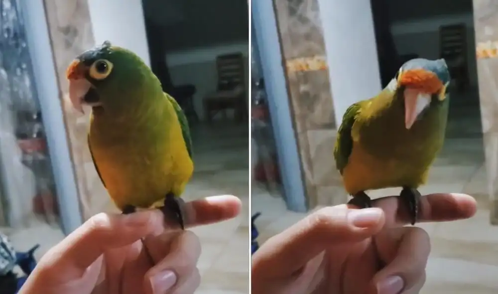 La pequeña ave cautivó a miles de usuarios en las redes, quienes reaccionaron con diversos comentarios. Foto: captura de TikTok