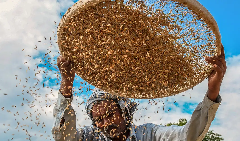 Ucrania y Rusia representan más de una cuarta parte del comercio mundial de trigo. Foto: AFP
