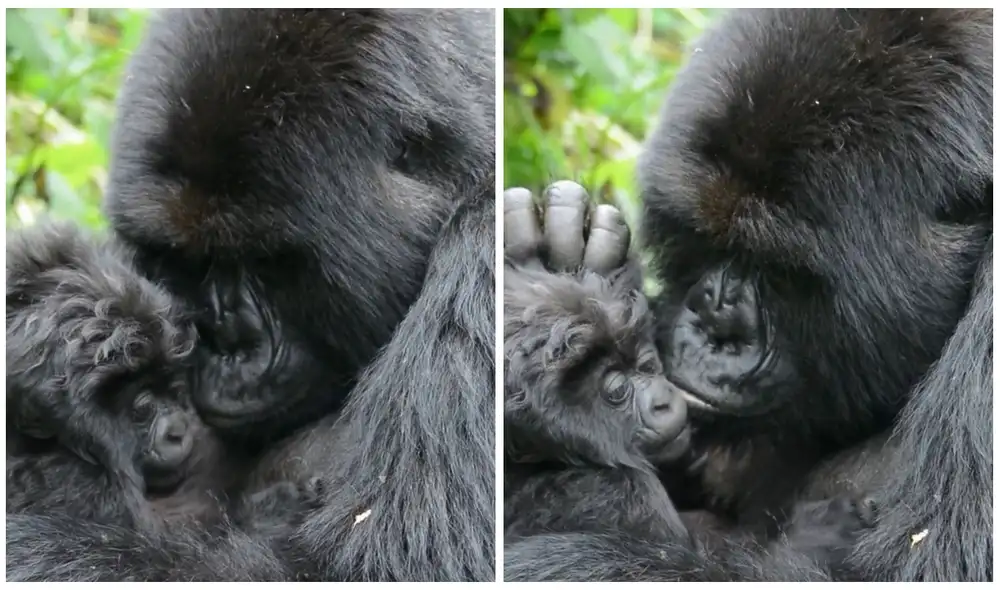 TikTok viral: gorila adopta a pequeño primate que quedó huérfano y lo cuida como si fuera suyo. Foto: captura de TikTok.