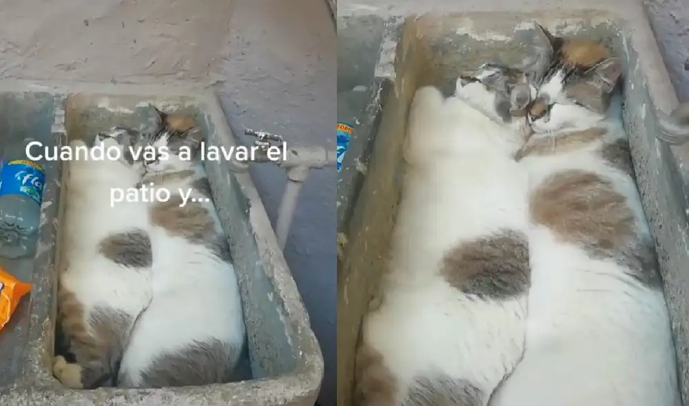 Los mininos sorprendieron con una tierna escena que los mostraba durmiendo juntos en un espacio estrecho. Foto: captura de TikTok