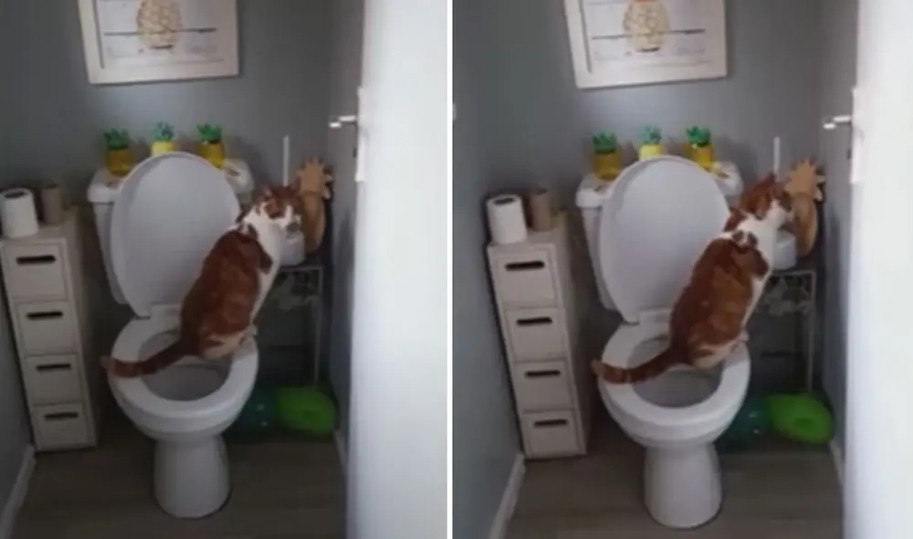 Las imágenes de este gatito en el inodoro se volvieron tendencia en las redes sociales. Foto: captura de TikTok