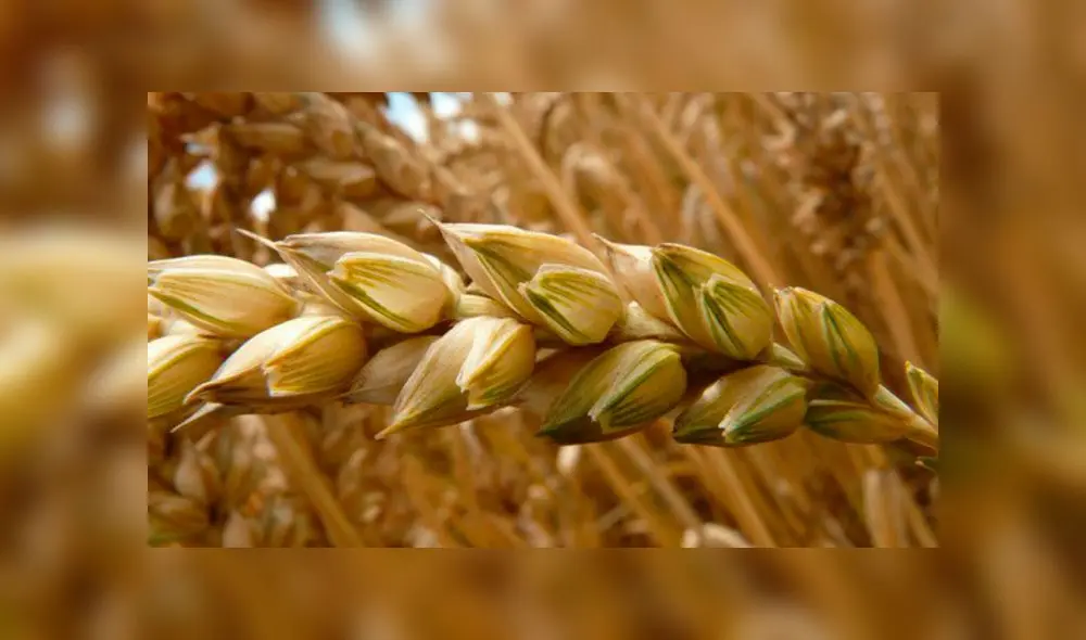 Los contratos de futuros del trigo se cerraron la semana pasada en alrededor de los 8,967 dólares por bushel, frente a los 9,44 dólares observados el jueves. Foto: EFE Los contratos de futuros del trigo se cerraron la semana pasada en alrededor de los 8,967 dólares por bushel, frente a los 9,44 dólares observados el jueves. Foto: EFE