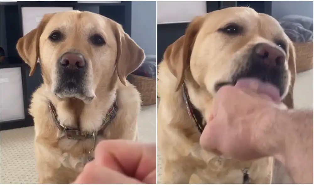 TikTok viral: joven da su primera lección de combate a su perro, pero este tiene tierna reacción. Foto: captura de TikTok. TikTok viral: joven da su primera lección de combate a su perro, pero este tiene tierna reacción. Foto: captura de TikTok.