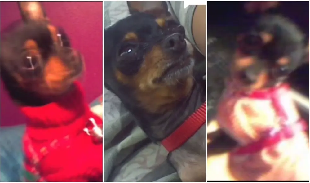 TikTok viral: joven diseca a su perrita para tenerla a su lado, pero queda impactada con el resultado. Foto: captura de TikTok.
