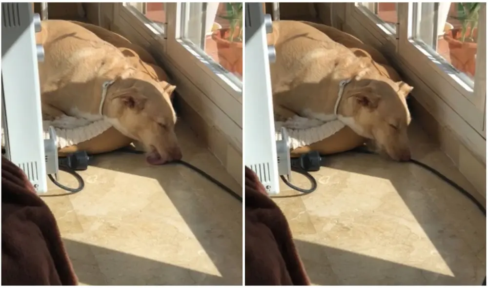 TikTok viral: joven descubre que su perrita tiene la costumbre de lamer el suelo mientras duerme. Foto: captura de TikTok.