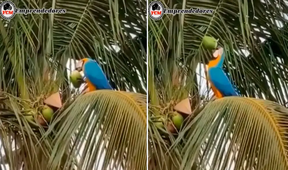 El ave no tuvo ningún problema en sacar un coco y beber el agua para saciar su sed. Foto: captura de TikTok