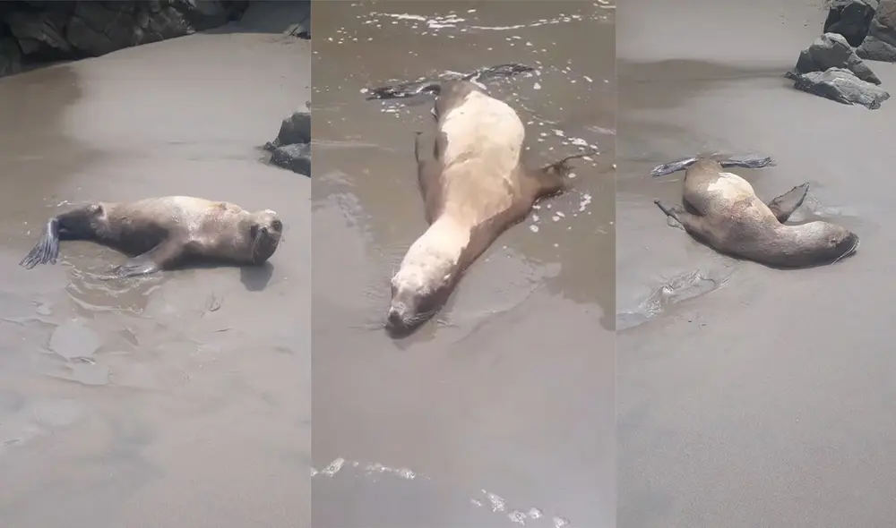 Aún no ha llegado Serfor al lugar a ayudar al lobo marino. Foto: composición LR / Estephani Mallqui Aún no ha llegado Serfor al lugar a ayudar al lobo marino. Foto: composición LR / Estephani Mallqui
