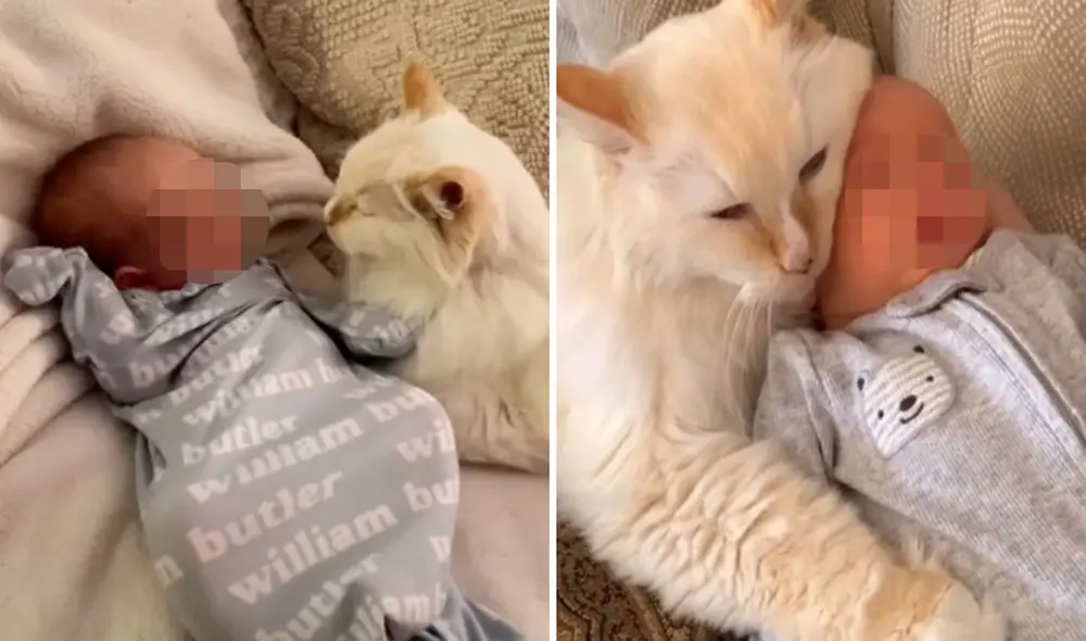 La tierna relación entre este gatito y el bebé de su dueña logró conmover a miles en las redes sociales. Foto: captura de TikTok