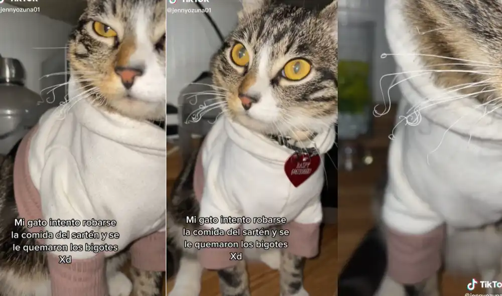 El gatito Raspy ha llamado la atención de miles de usuarios, por lo que el clip que protagoniza tiene más de 2 millones de visualizaciones. Foto: captura de TikTok El gatito Raspy ha llamado la atención de miles de usuarios, por lo que el clip que protagoniza tiene más de 2 millones de visualizaciones. Foto: captura de TikTok