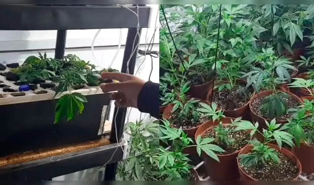 En el inmueble se encontraron bolsas repletas de marihuana y también varios plantones. Foto: composición/La República/PNP