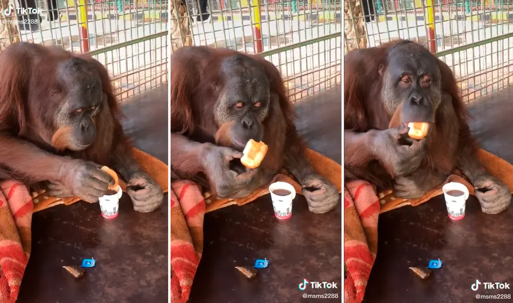 El orangután llamó la atención de los usuarios en redes al tener un comportamiento similar al de un humano. Foto: captura de TikTok