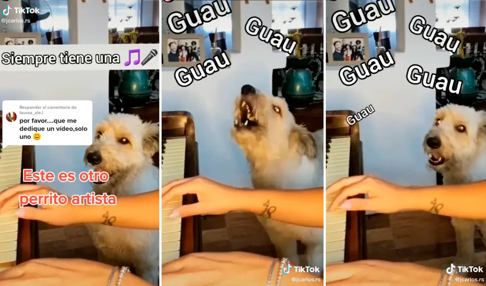 El perrito se ganó los corazones de miles con su tierna canción. Foto: captura de TikTok