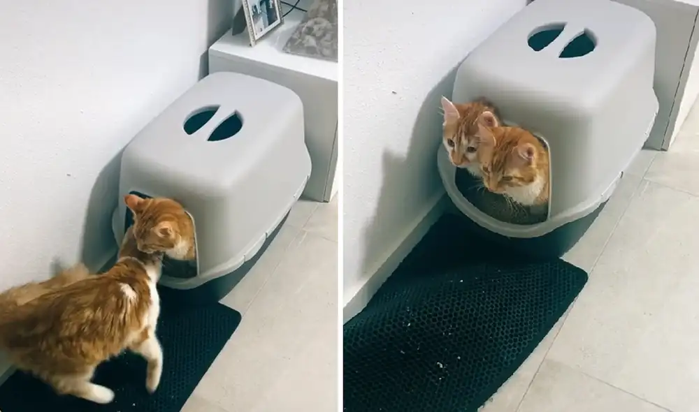 La peculiar escena ha conseguido más de 215.000 visualizaciones en la red social. Foto: captura de TikTok La peculiar escena ha conseguido más de 215.000 visualizaciones en la red social. Foto: captura de TikTok