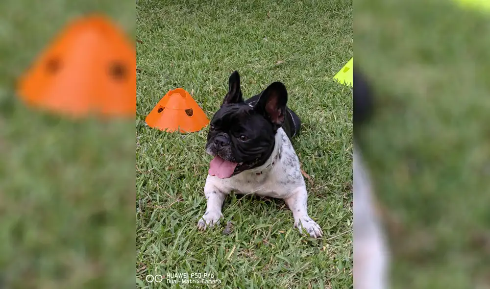 Disfruta las grandes características de este nuevo dispositivo. Foto: Huawei