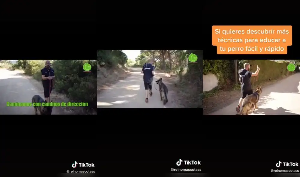 El hombre puso a prueba a su mascota para dejar sus lecciones. Foto: captura de TikTok