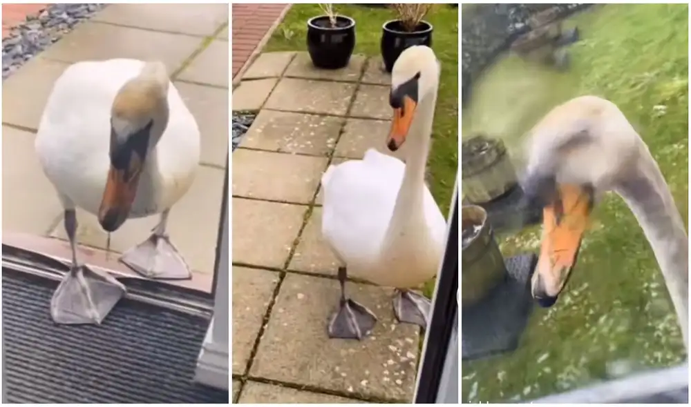 TikTok viral: mujer encuentra un cisne y este decide seguirla a donde quiera que vaya. Foto: captura de TikTok.