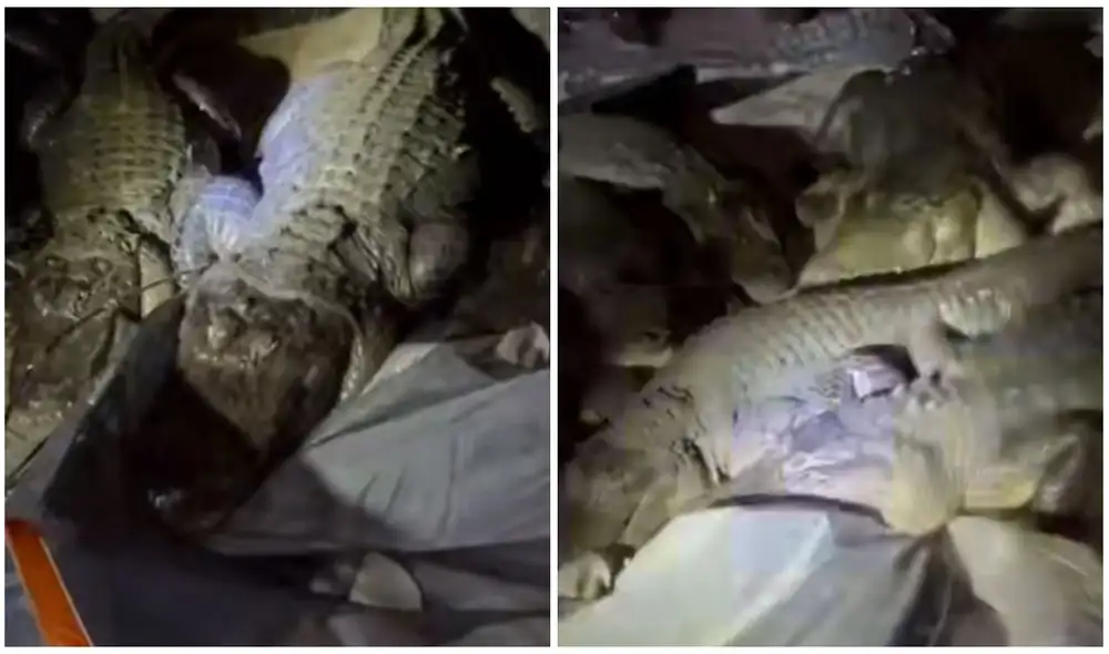 TikTok viral: cocodrilos invaden tienda de un campista mientras se encontraba descansando. Foto: captura de TikTok.
