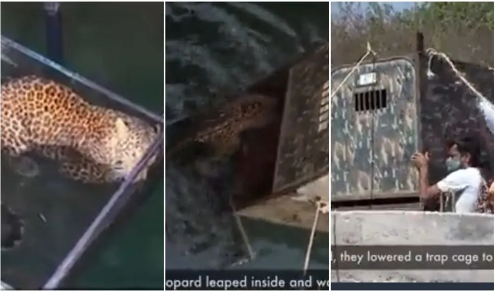 YouTube viral: el emotivo rescate de un jaguar que cayó en un pozo de 15 metros de profundidad. Foto: captura de TikTok. YouTube viral: el emotivo rescate de un jaguar que cayó en un pozo de 15 metros de profundidad. Foto: captura de TikTok.