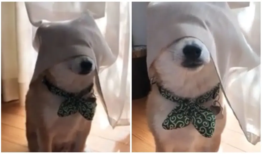 TikTok viral: perrito intenta esconderse de su dueño tapándose la cara y desata la risa de miles. Foto: captura de TikTok. TikTok viral: perrito intenta esconderse de su dueño tapándose la cara y desata la risa de miles. Foto: captura de TikTok.