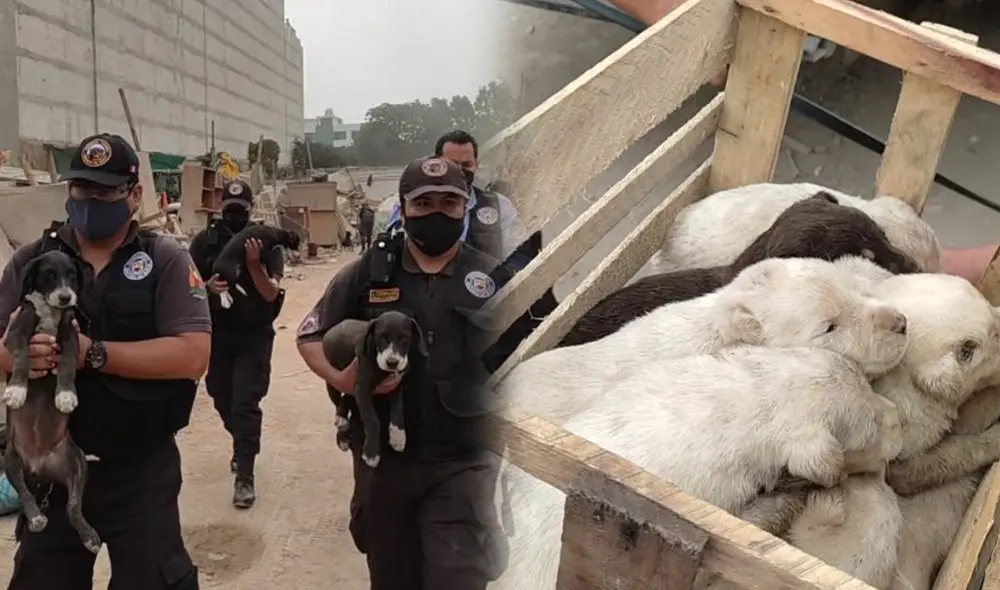Se conoció que hay cinco hembras y cuatro machos de 15 días de nacidos. Foto: Municipalidad de Surco
