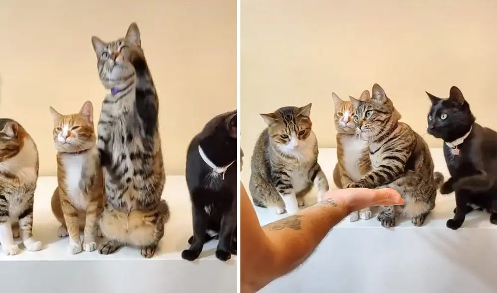 El clip fue publicado por la cuenta de TikTok @frandasi. Foto: captura de TikTok