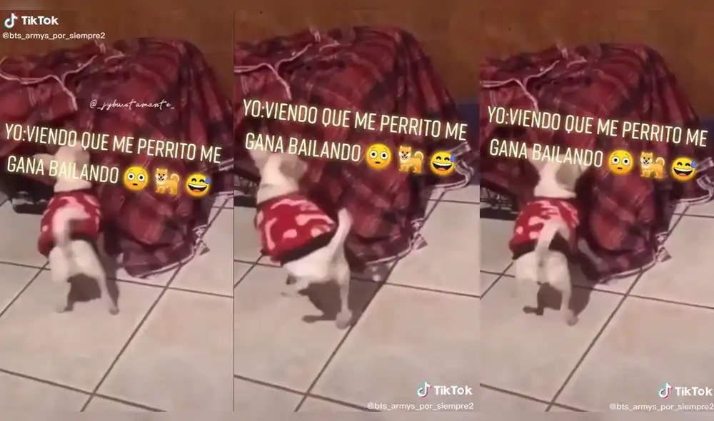 El perro bailando al escuchar el tema musical de cumbia. Foto: captura de TikTok
