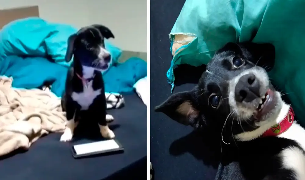 El muchacho se quedó sorprendido al descubrir al culpable de que su celular no sonara. Foto: captura de YouTube