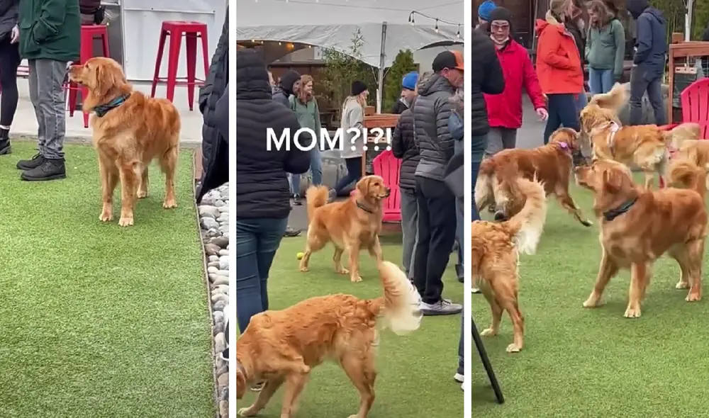 El clip sumó más de medio millón de reproducciones en la red social. Foto: captura de TikTok