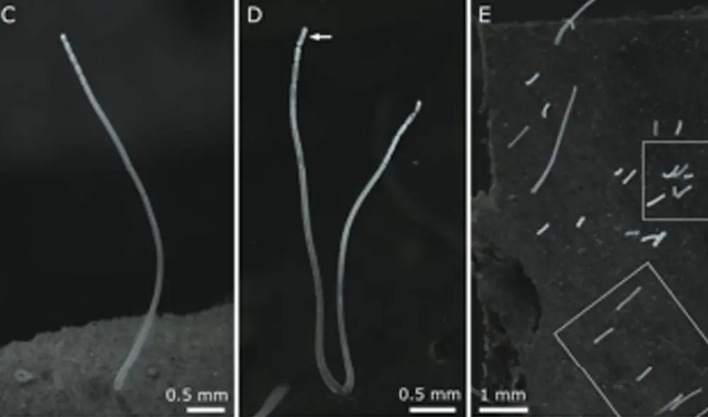 Ejemplares de Thiomargarita magnifica la especie de bacteria recién descubierta. La flecha indica su segmento terminal. Fotos: Volland et al.
