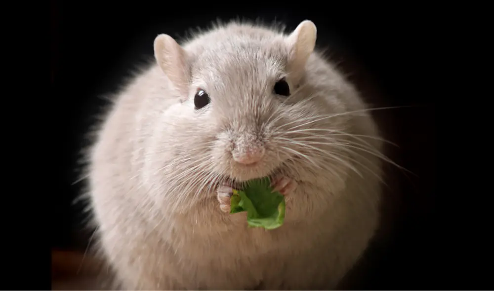 Descubre los mejores trucos caseros para ahuyentar a las ratas. Foto: AFP