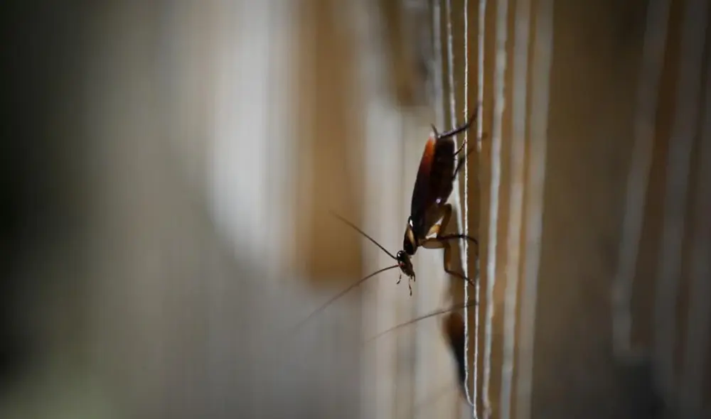 Descubre los mejores trucos caseros para eliminar las cucarachas de tu hogar. Foto: AFP Descubre los mejores trucos caseros para eliminar las cucarachas de tu hogar. Foto: AFP